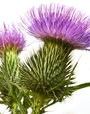 Thistle